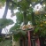 大量批发夏阳白菜