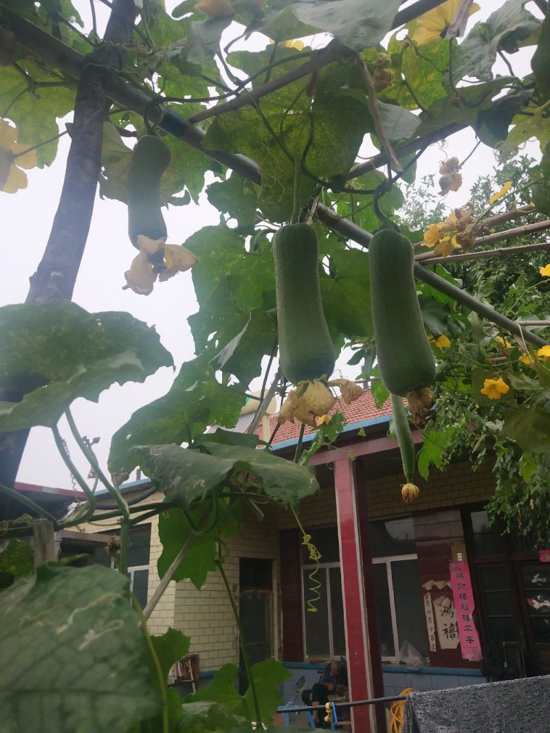 大量批发夏阳白菜