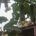 大量批发夏阳白菜