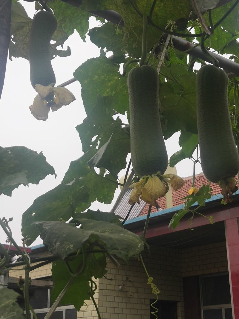 大量批发夏阳白菜