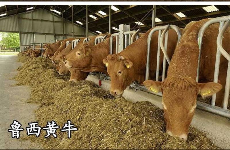 牛犊200-400斤黄牛犊（买10头送1头）全国包送到家