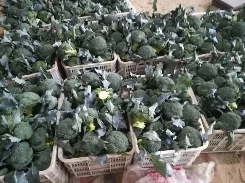 绿翡翠绿江南西兰花0.8~1.2斤，品质可靠，产地直供