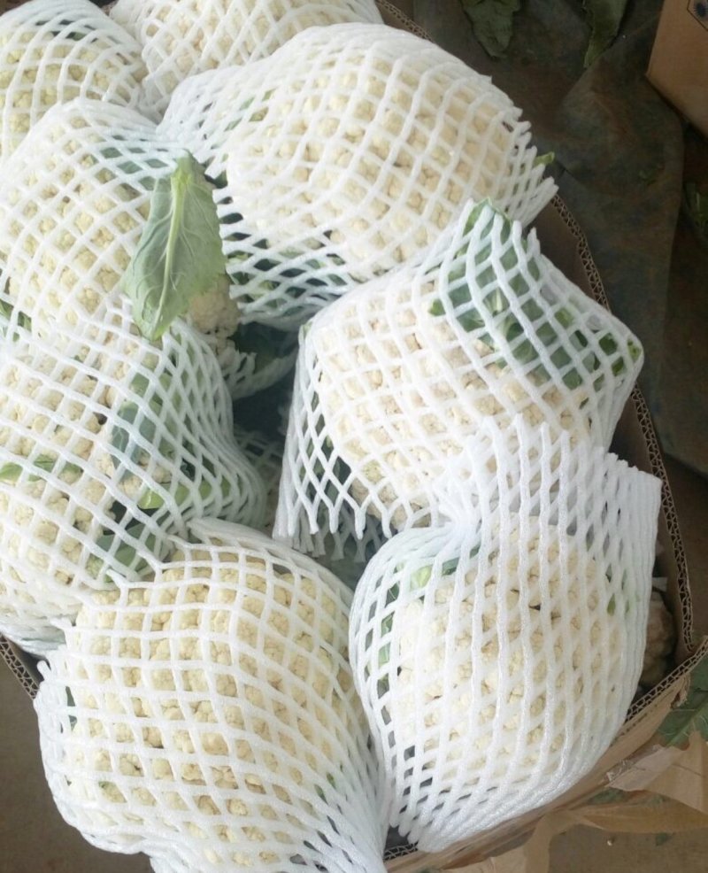 优质松花菜，实花菜，产地直发，提供各种包装！