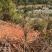 山地出租100亩