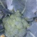 耐寒优秀西兰花0.8~1.2斤质量好，量大，可以持续供