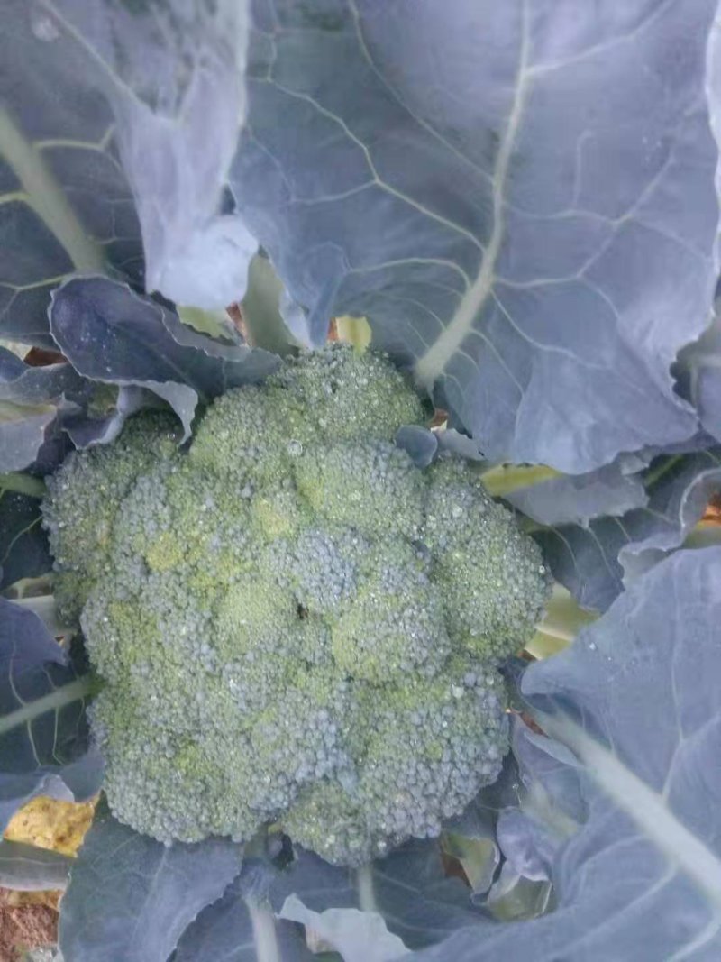 耐寒优秀西兰花0.8~1.2斤质量好，量大，可以持续供