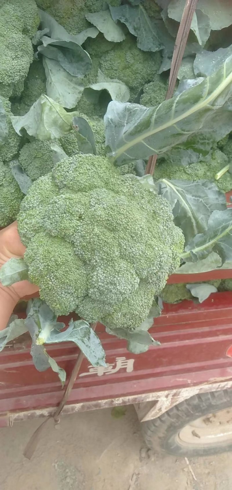 耐寒优秀西兰花0.8~1.2斤质量好，量大，可以持续供