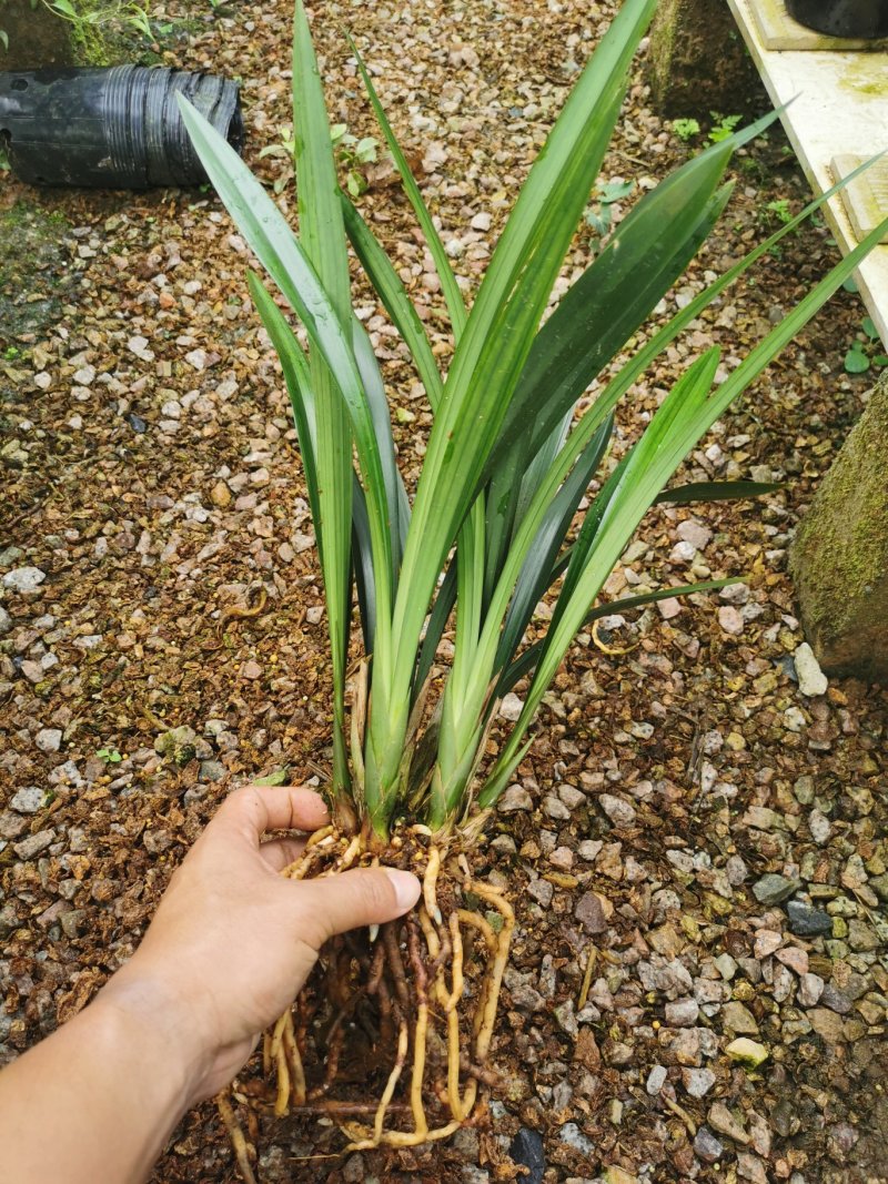 【有好货】兰花企黑兰花苗带花苞浓香墨兰室内客厅办公花卉绿植