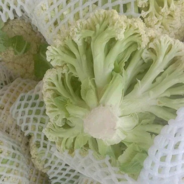 实花松花大量上市，提供各种包装，代办代发，发货各地市场