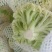 实花松花大量上市，提供各种包装，代办代发，发货各地市场