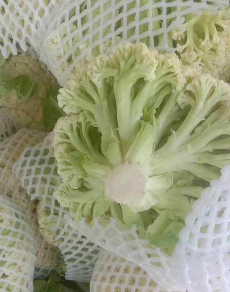 实花松花大量上市，提供各种包装，代办代发，发货各地市场