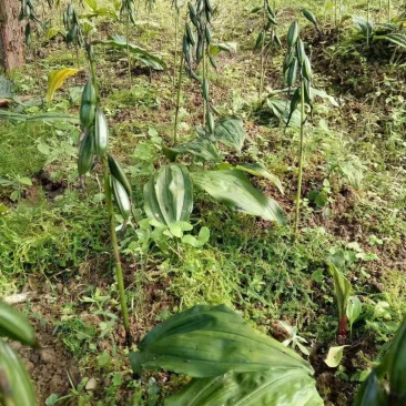 毛慈菇泥宾子茅慈菇