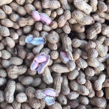 江苏大白沙大量有货