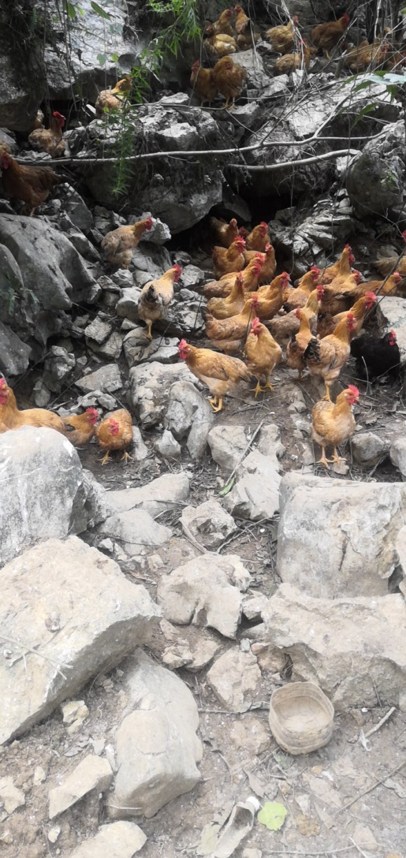 灵山土母鸡场地价，地头价，上车价