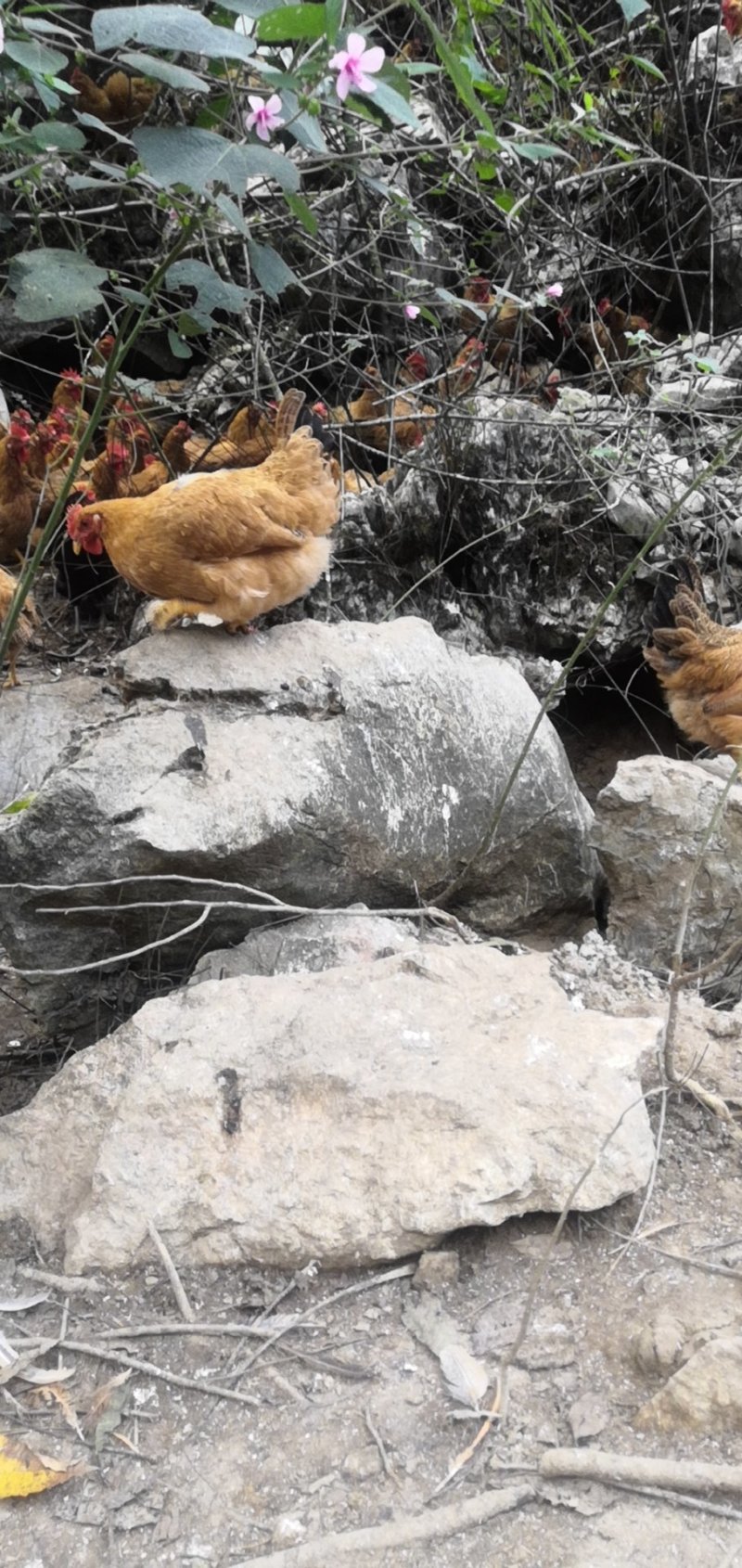 灵山土母鸡场地价，地头价，上车价