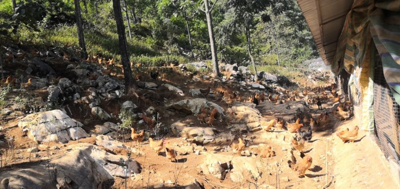 灵山土母鸡场地价，地头价，上车价