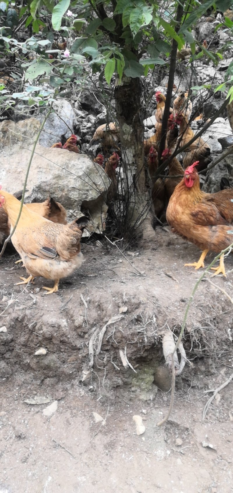 灵山土母鸡场地价，地头价，上车价