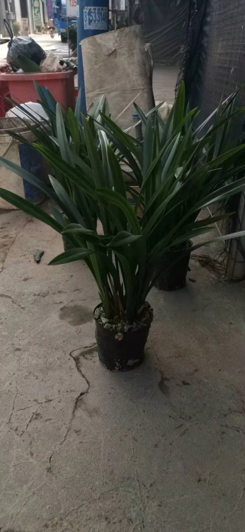墨兰企黑