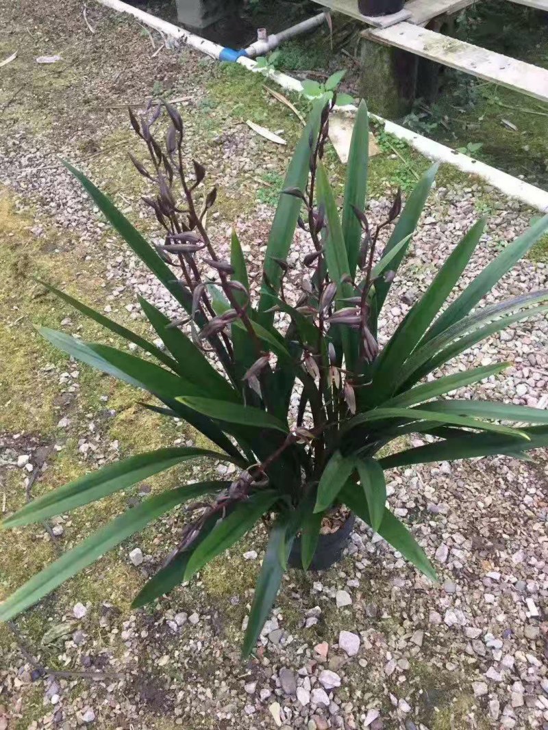 墨兰企黑