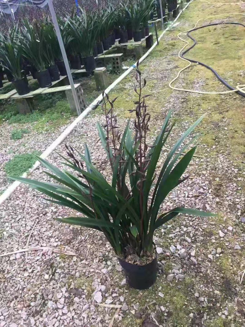 墨兰企黑