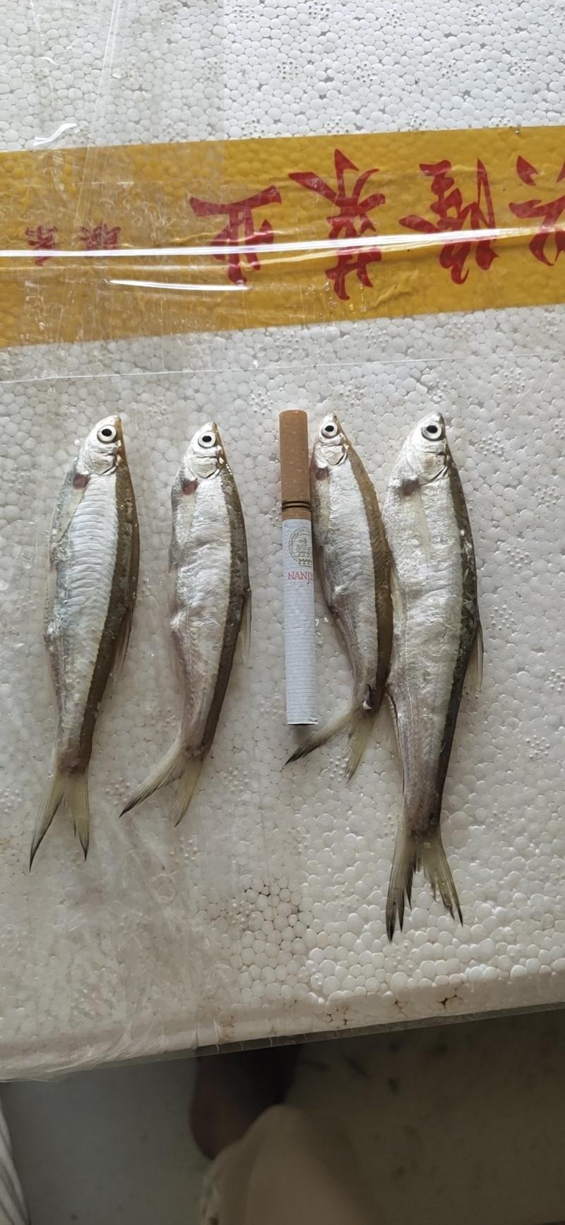 餐条鱼白肖鱼，风餐鱼，白条鱼