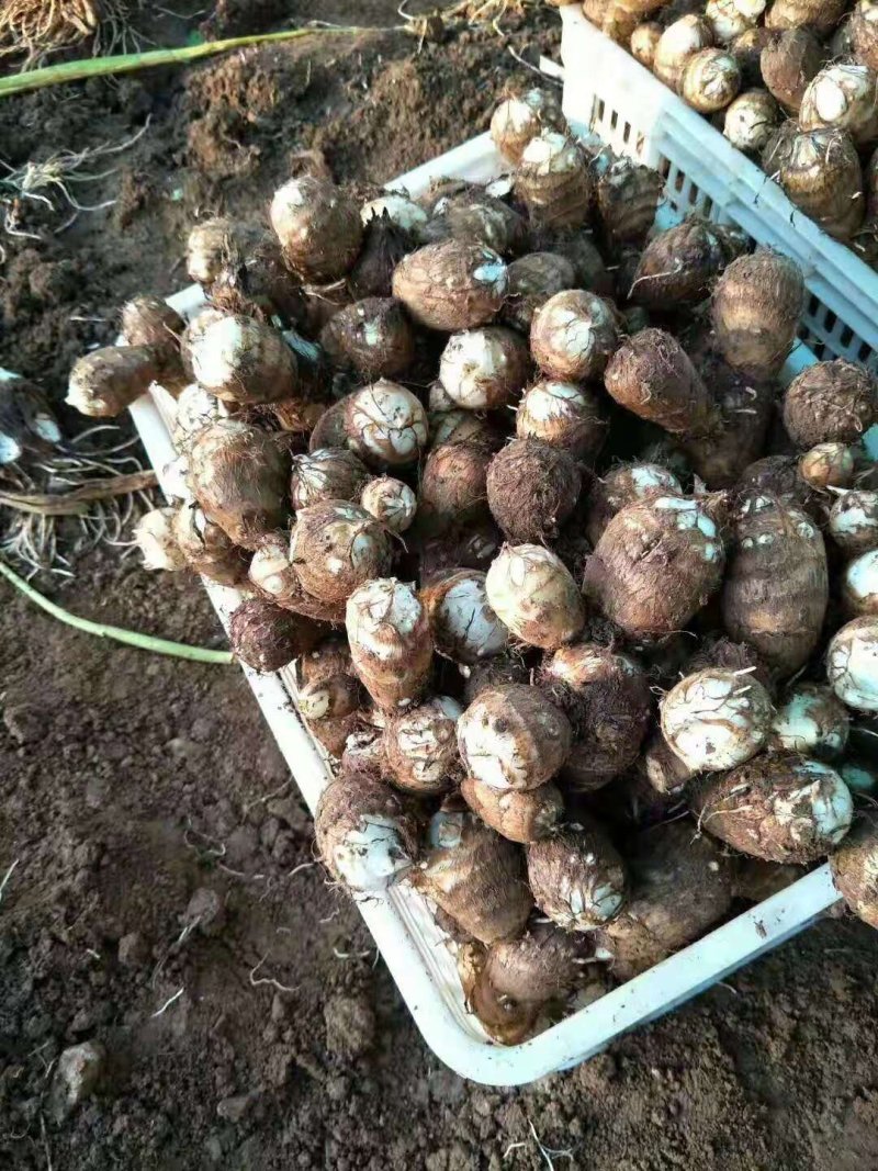 安丘精品芋头现货供应欢迎各地老板朋友