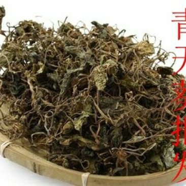 青天葵千余品种供应承接订单