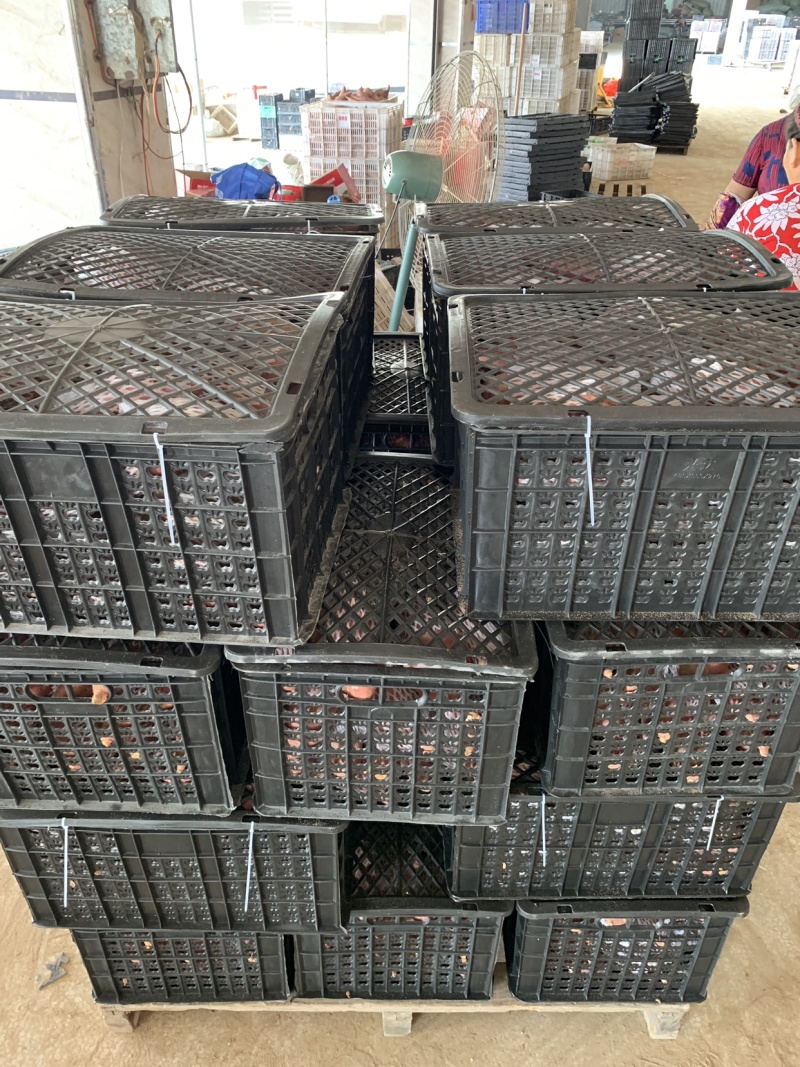 六鳌沙地红蜜薯西瓜红、红薯精品小果品质优美，