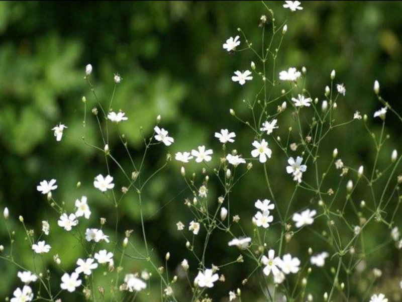 满天星种子四季开花植物花卉室外易活花种子籽孑花草