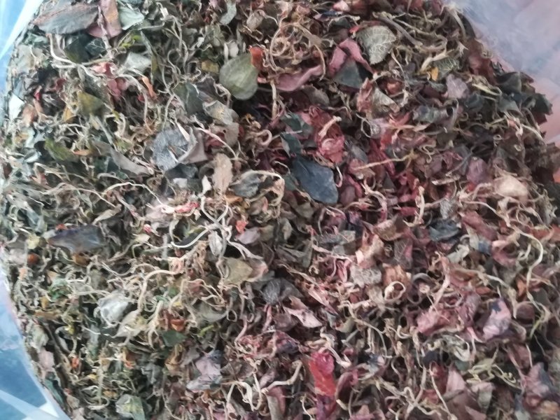 广西野生小叶金线莲干货(足干)