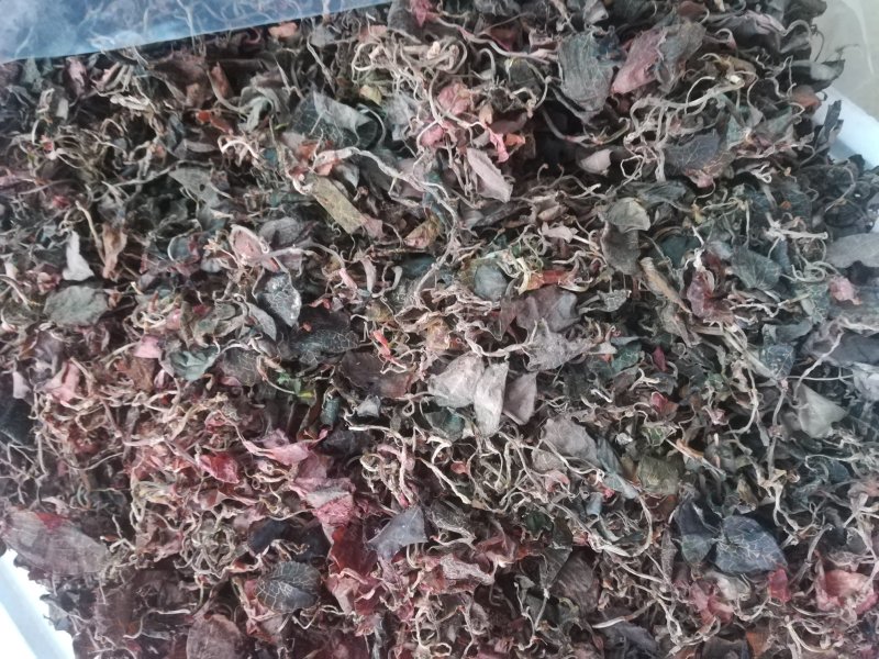 广西野生小叶金线莲干货(足干)