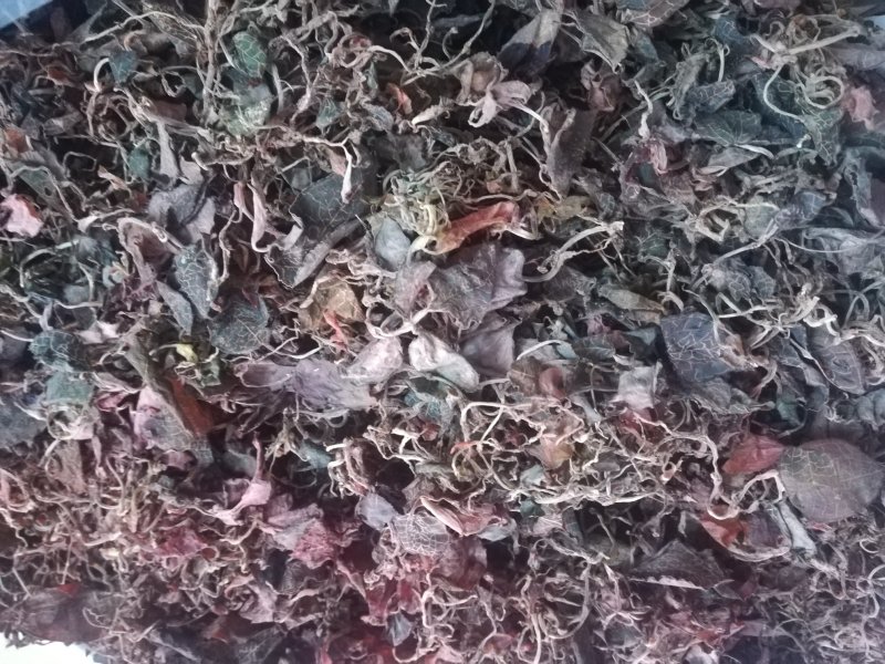 广西野生小叶金线莲干货(足干)
