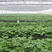 八角金盘种子八角金盘苗四季常青易播种观赏耐寒工程用苗
