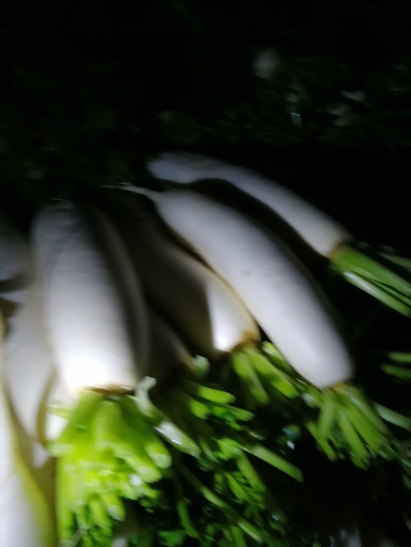 白萝卜