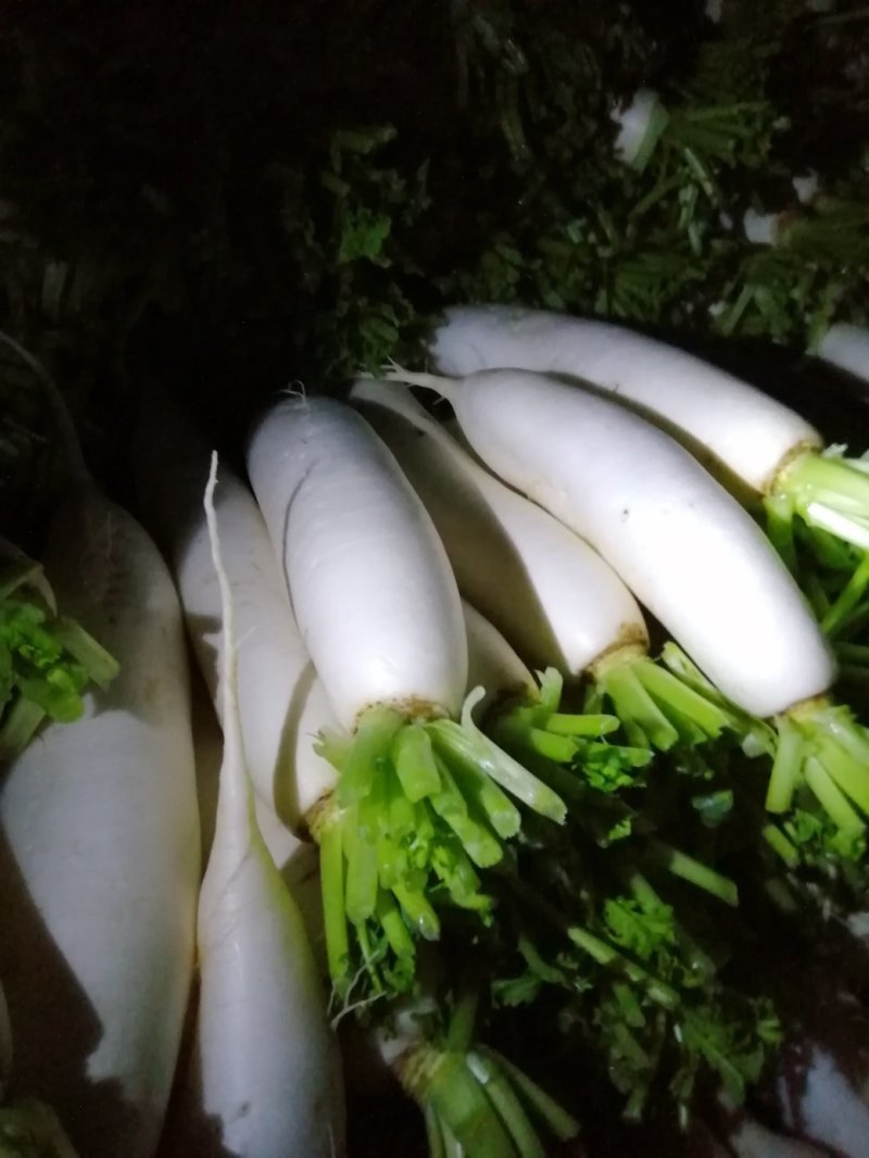 白萝卜
