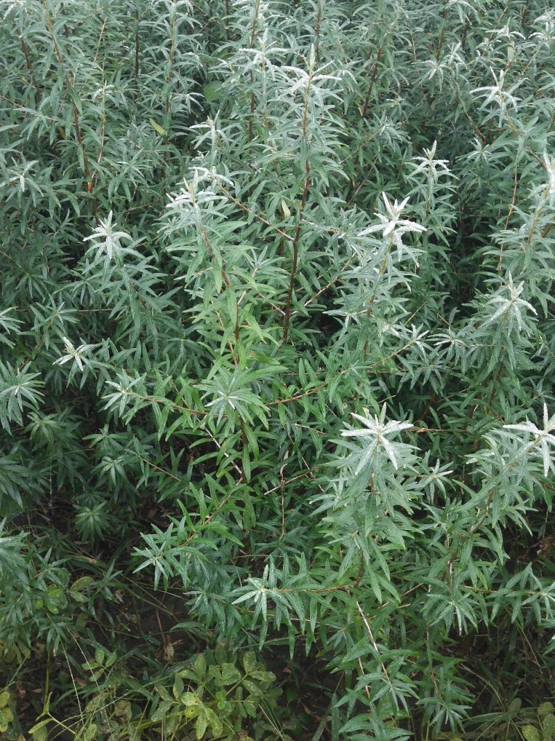 苗木种苗