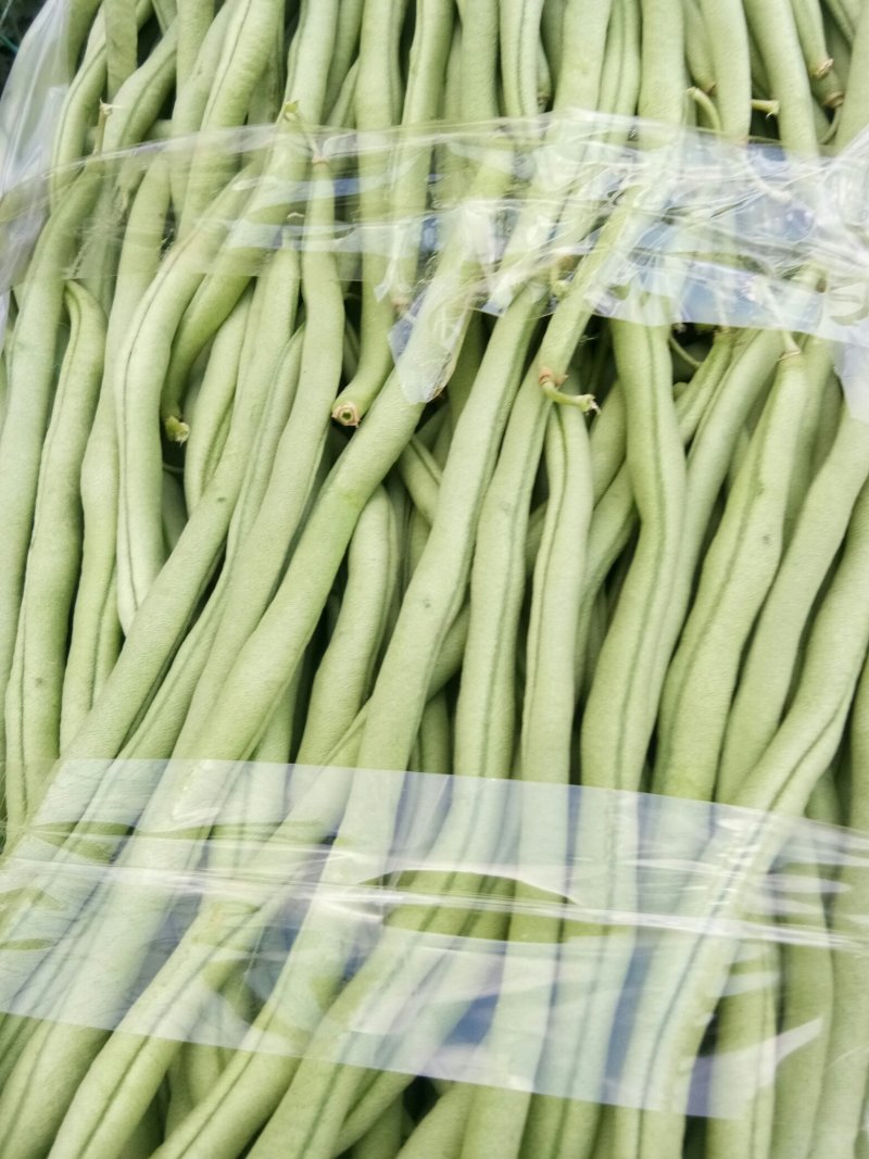 高原特色无筋豆，四季豆，青棒豆大量上市中。需要的联系