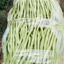 高原特色无筋豆，四季豆，青棒豆大量上市中。需要的联系