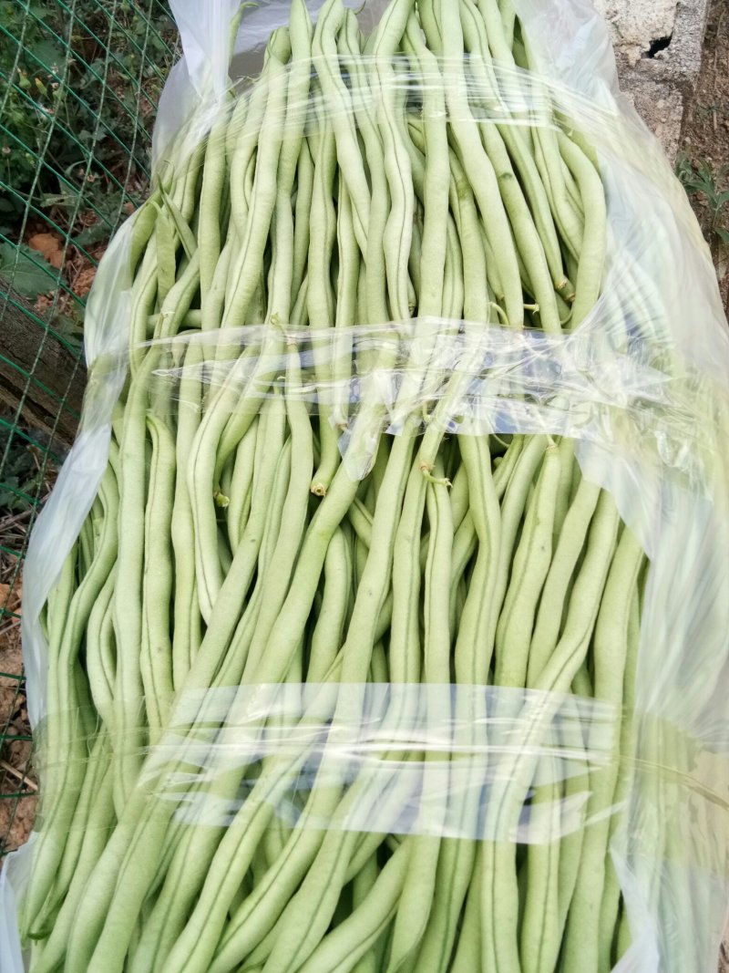 高原特色无筋豆，四季豆，青棒豆大量上市中。需要的联系