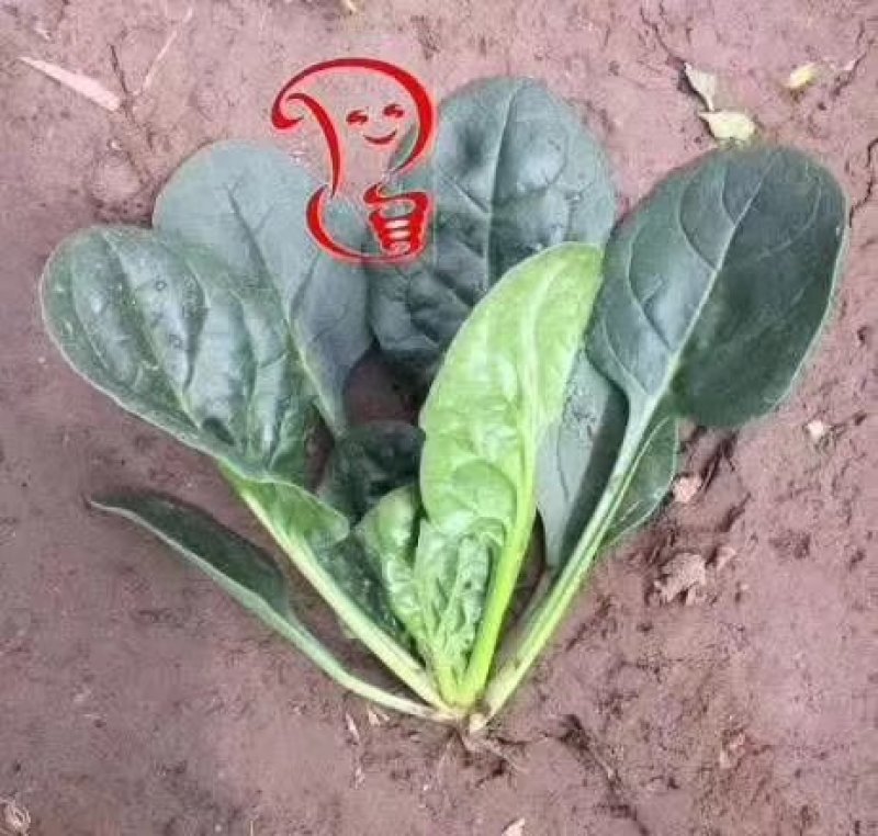 菠菜精品大叶菠菜产地直发大量上市欢迎电话联系