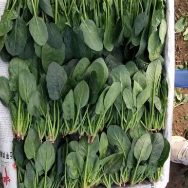 菠菜精品大叶菠菜产地直发大量上市欢迎电话联系