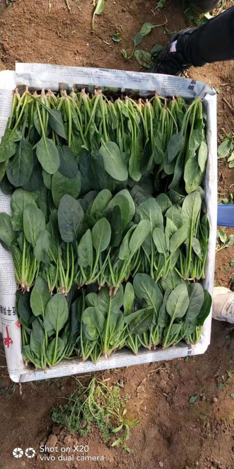 菠菜精品大叶菠菜产地直发大量上市欢迎电话联系