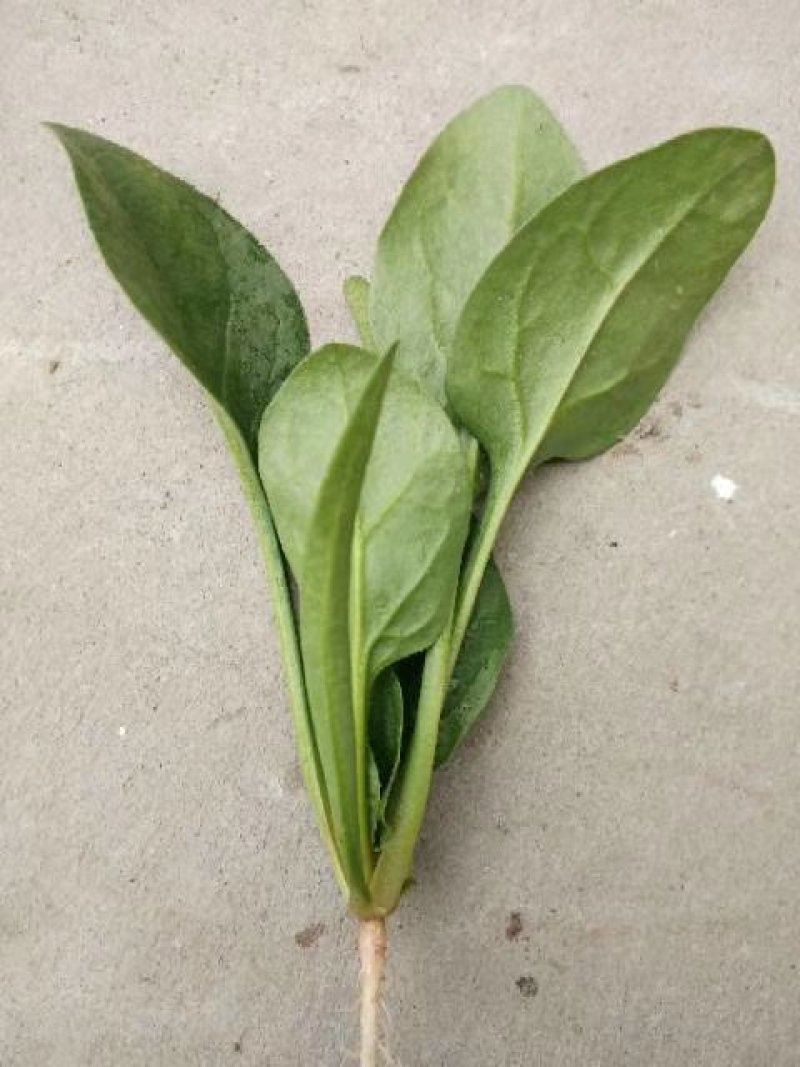 菠菜精品大叶菠菜产地直发大量上市欢迎电话联系