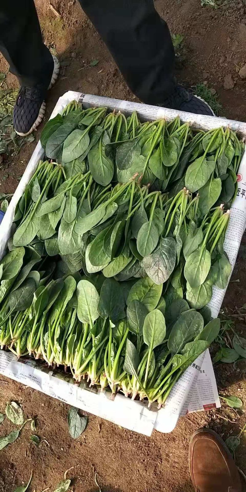 菠菜精品大叶菠菜产地直发大量上市欢迎电话联系