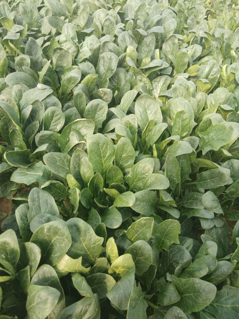 菠菜精品大叶菠菜产地直发大量上市欢迎电话联系