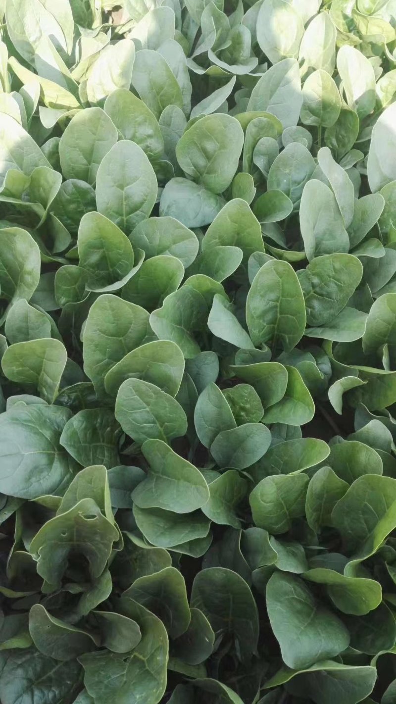 菠菜精品大叶菠菜产地直发大量上市欢迎电话联系