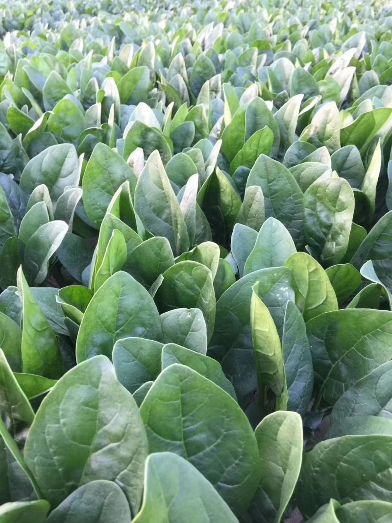 菠菜精品大叶菠菜产地直发大量上市欢迎电话联系