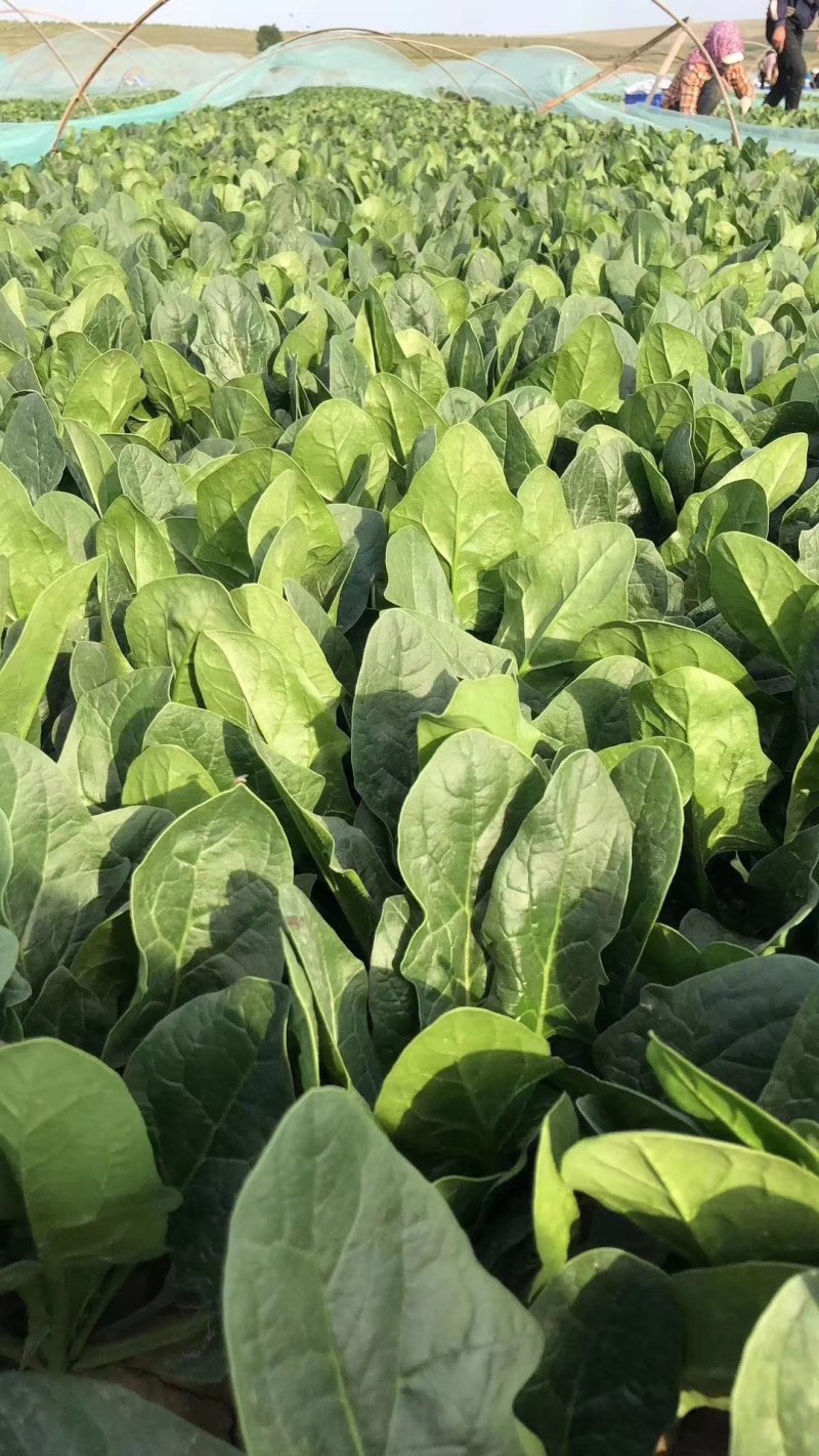 菠菜精品大叶菠菜产地直发大量上市欢迎电话联系