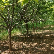 碧桃基地，6—18公分规格齐全，棵棵精品，地头装车