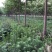 山东泡桐基地苗圃货源量大从优棵棵精品品质保证欢迎咨询